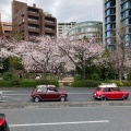 実際訪問したユーザーが直接撮影して投稿した麹町公園千鳥ヶ淵公園の写真