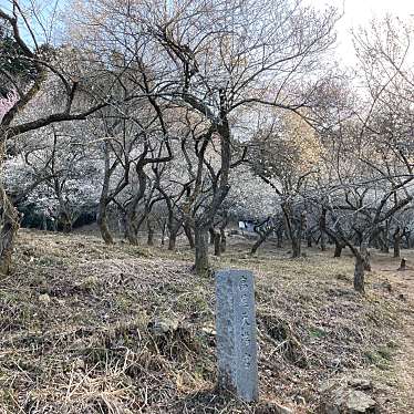 実際訪問したユーザーが直接撮影して投稿した裏高尾町花のきれいなスポット木下沢梅林の写真
