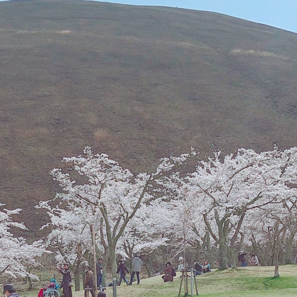 実際訪問したユーザーが直接撮影して投稿した富戸公園さくらの里の写真