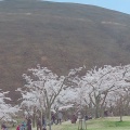 実際訪問したユーザーが直接撮影して投稿した富戸公園さくらの里の写真