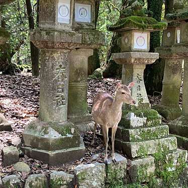 名勝奈良公園碑のundefinedに実際訪問訪問したユーザーunknownさんが新しく投稿した新着口コミの写真