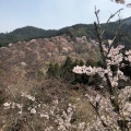 実際訪問したユーザーが直接撮影して投稿した吉野山旅館旅館 食事処 坂本屋の写真