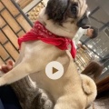 実際訪問したユーザーが直接撮影して投稿したりんくう町カフェpuppy cafe Rio 常滑店の写真