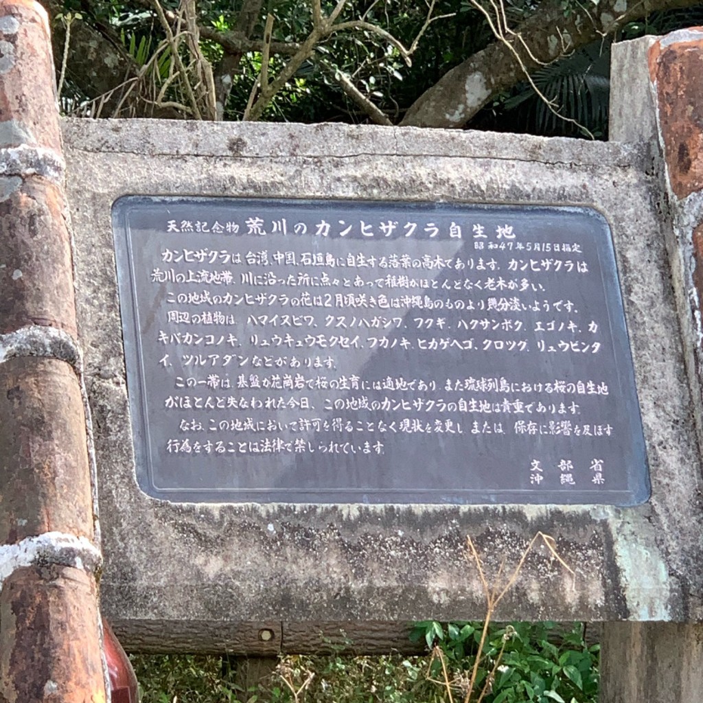 実際訪問したユーザーが直接撮影して投稿した自然名所荒川のカンヒザクラ自生地の写真