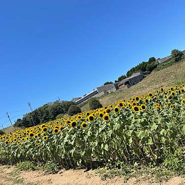 兵庫県立公園 あわじ花さじきのundefinedに実際訪問訪問したユーザーunknownさんが新しく投稿した新着口コミの写真