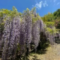 実際訪問したユーザーが直接撮影して投稿した河内植物園 / 樹木園河内藤園の写真