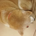 実際訪問したユーザーが直接撮影して投稿した北沢カフェ子犬カフェRIO 下北沢店の写真