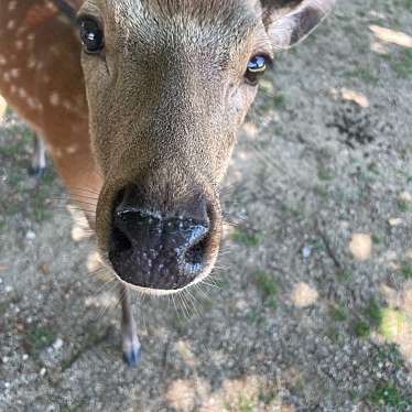 奈良公園のundefinedに実際訪問訪問したユーザーunknownさんが新しく投稿した新着口コミの写真