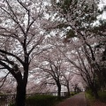 実際訪問したユーザーが直接撮影して投稿した品川町公園荒子川公園の写真