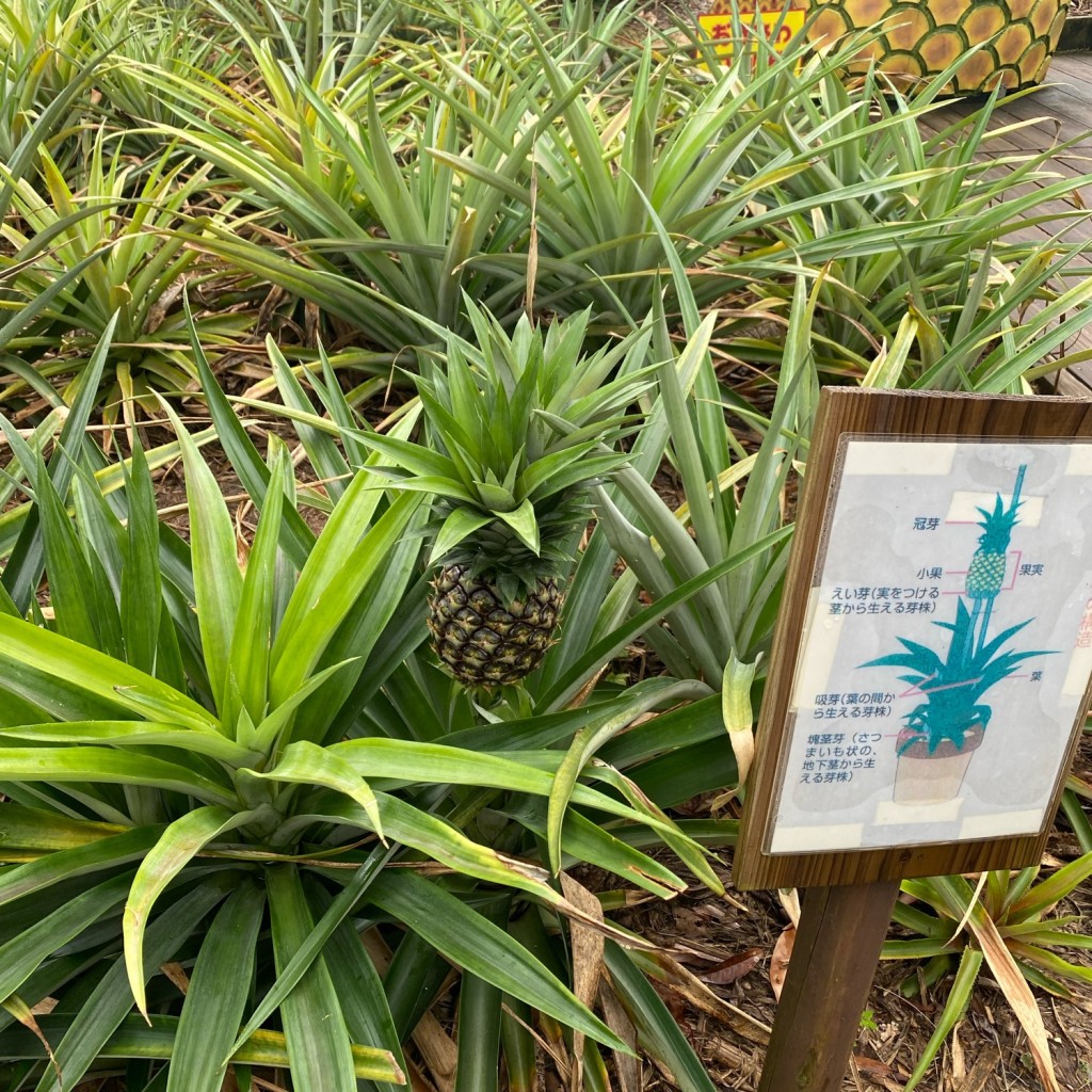 実際訪問したユーザーが直接撮影して投稿した玉城植物園 / 樹木園熱帯フルーツ園の写真