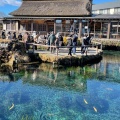 実際訪問したユーザーが直接撮影して投稿した忍草ギフトショップ / おみやげ忍野八海池本の写真