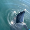 実際訪問したユーザーが直接撮影して投稿した津田町鶴羽水族館 / アクアリウム日本ドルフィンセンターの写真