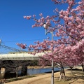 実際訪問したユーザーが直接撮影して投稿した平井河川旧中川 河津桜の写真