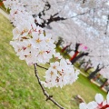 実際訪問したユーザーが直接撮影して投稿した馬場町公園鶴岡公園の写真