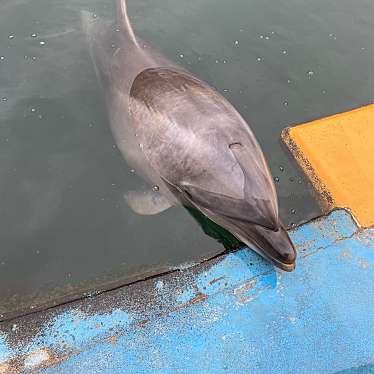 越前松島水族館のundefinedに実際訪問訪問したユーザーunknownさんが新しく投稿した新着口コミの写真