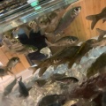 実際訪問したユーザーが直接撮影して投稿した向山水族館 / アクアリウム高千穂峡 淡水魚水族館の写真
