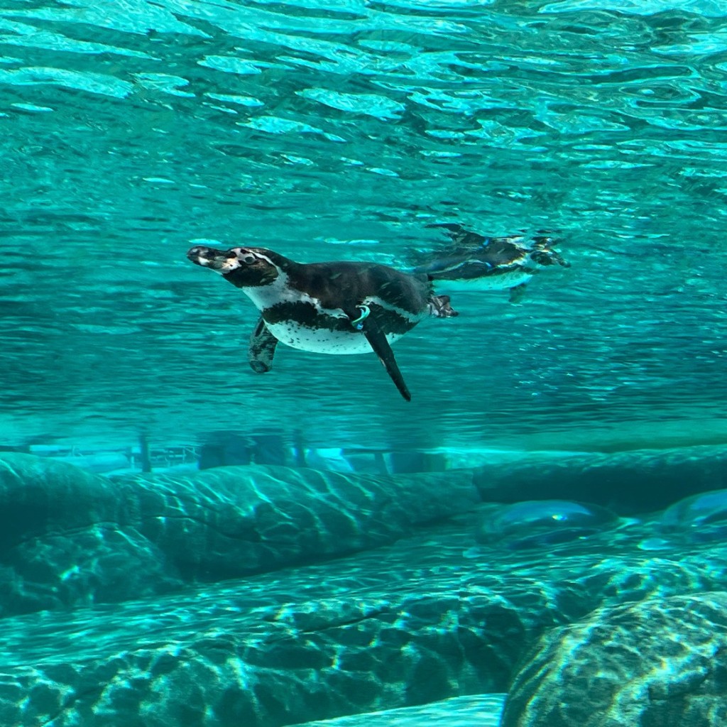 かずくんグルメと旅行さんが投稿した茶臼山町動物園のお店天王寺動物園/テンノウジドウブツエンの写真