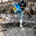 実際訪問したユーザーが直接撮影して投稿した欠町動物園岡崎市東公園 動物園の写真