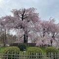 実際訪問したユーザーが直接撮影して投稿した祇園町北側公園祇園しだれ桜の写真