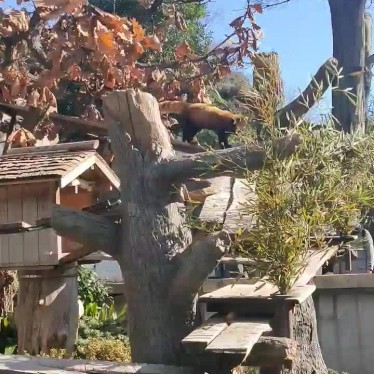 まいりゅうさんが投稿した老松町動物園のお店野毛山動物園/ノゲヤマドウブツエンの写真