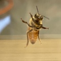実際訪問したユーザーが直接撮影して投稿した穂並はちみつ堀養蜂園 蜜やの写真