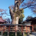 実際訪問したユーザーが直接撮影して投稿した元総社町神社総社神社の写真