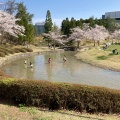 実際訪問したユーザーが直接撮影して投稿した精華台公園けいはんな記念公園の写真