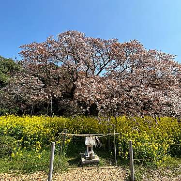 吉高の大桜のundefinedに実際訪問訪問したユーザーunknownさんが新しく投稿した新着口コミの写真