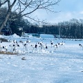 実際訪問したユーザーが直接撮影して投稿した下雪裡生息地 / 群生地・飛来地鶴見台の写真