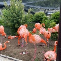 実際訪問したユーザーが直接撮影して投稿した東山元町動物園東山動植物園の写真