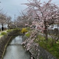 実際訪問したユーザーが直接撮影して投稿した浄土寺下南田町散策路哲学の道の写真