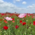 実際訪問したユーザーが直接撮影して投稿した滝馬室イベントスペースこうのす花まつり ポピーまつり(馬室会場)の写真