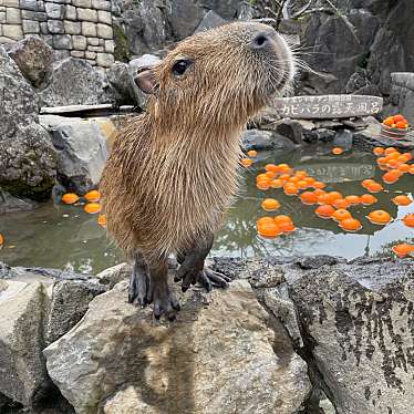 伊豆シャボテン動物公園のundefinedに実際訪問訪問したユーザーunknownさんが新しく投稿した新着口コミの写真