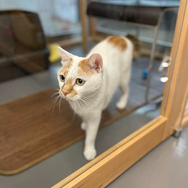 実際訪問したユーザーが直接撮影して投稿した大手町カフェ保護猫カフェ ネコリパブリック広島の写真