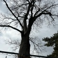 実際訪問したユーザーが直接撮影して投稿した宇治神社縣神社の写真