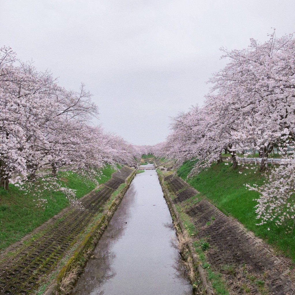 実際訪問したユーザーが直接撮影して投稿した恋の窪河川佐保川の写真