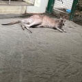 実際訪問したユーザーが直接撮影して投稿した動物園悠久山小動物園の写真