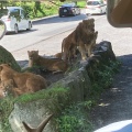 実際訪問したユーザーが直接撮影して投稿した須山動物園富士サファリパークの写真