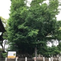 実際訪問したユーザーが直接撮影して投稿した八幡名木千本イチョウの写真