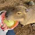 実際訪問したユーザーが直接撮影して投稿した上泉動物園袖ヶ浦ふれあいどうぶつ縁の写真