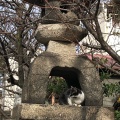 実際訪問したユーザーが直接撮影して投稿した菅大臣町神社菅大臣神社の写真