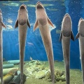 実際訪問したユーザーが直接撮影して投稿した(番地が直接)水族館 / アクアリウム京都大学 白浜水族館の写真