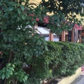 実際訪問したユーザーが直接撮影して投稿した六本木イタリアンIL FIGO INGORDOの写真