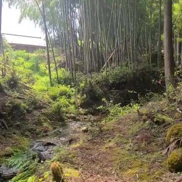 くまくまくまーさんが投稿した紀和町矢ノ川ウォーキング / トレッキングコースのお店本宮道1登り口(東側)の写真