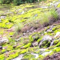 実際訪問したユーザーが直接撮影して投稿した入山公園チャツボミゴケ公園の写真