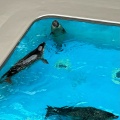 実際訪問したユーザーが直接撮影して投稿した今泉水族館 / アクアリウム鶴岡市立加茂水族館の写真