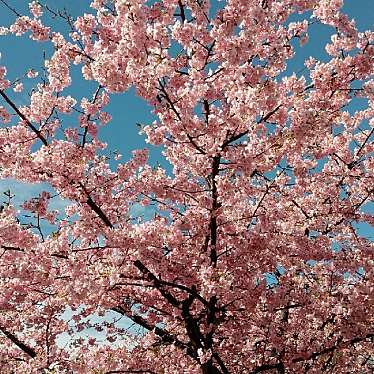 ぽんぽこ2さんが投稿した花のきれいなスポットのお店河津桜/カワヅザクラの写真