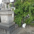 実際訪問したユーザーが直接撮影して投稿した今戸神社今戸神社の写真