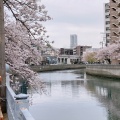 実際訪問したユーザーが直接撮影して投稿した河川大岡川の写真