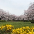 実際訪問したユーザーが直接撮影して投稿した毛利公園猿江恩賜公園の写真